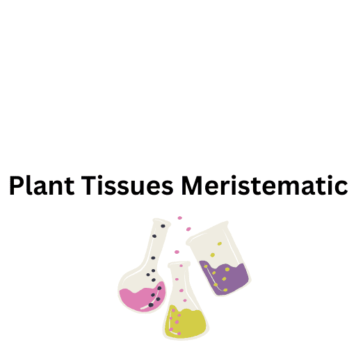 Plant Tissues  Meristematic